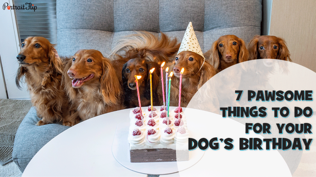 7 Pawsome Things To Do For Your Dogs Birthday