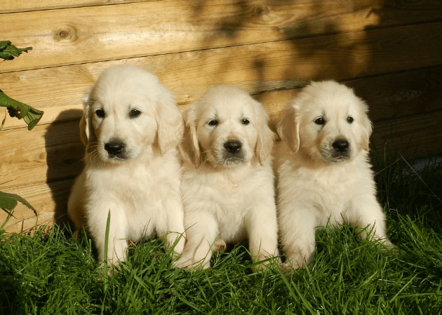 Are Golden Retriever Good Family Pets