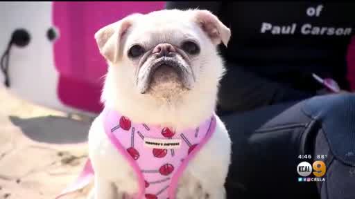 24th Annual Dog Challenge & Surfing Competition at Huntington