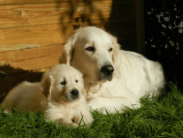 Facts About A Golden Retriever Dog