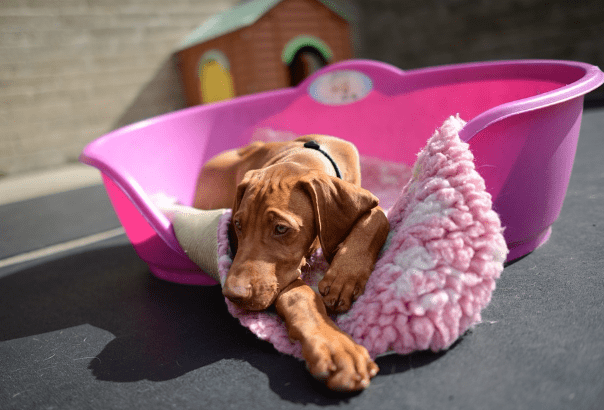 Guide to Prepare Pet for New Normal