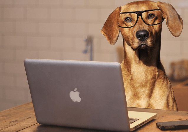 Home-Run Pet Startups That Are Giving Big-Chains a Run for Their Money