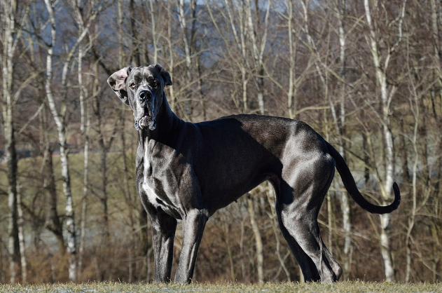 How to Care for Great Dane Life Span & Health Issues
