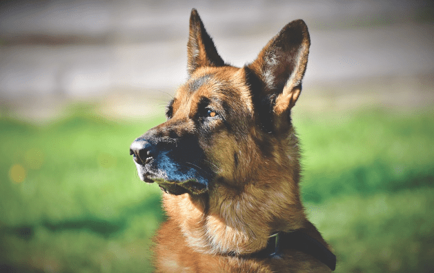 How to Care for a German shepherd