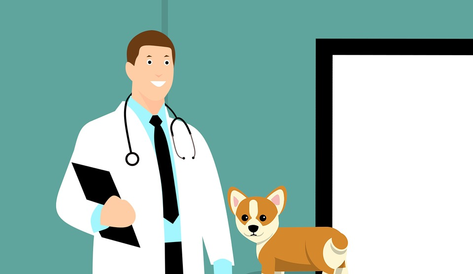 How to Go to Vet School and Become a Veterinarian