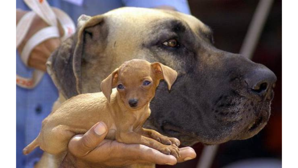 AWBI To Act Against Illegal dog breeding