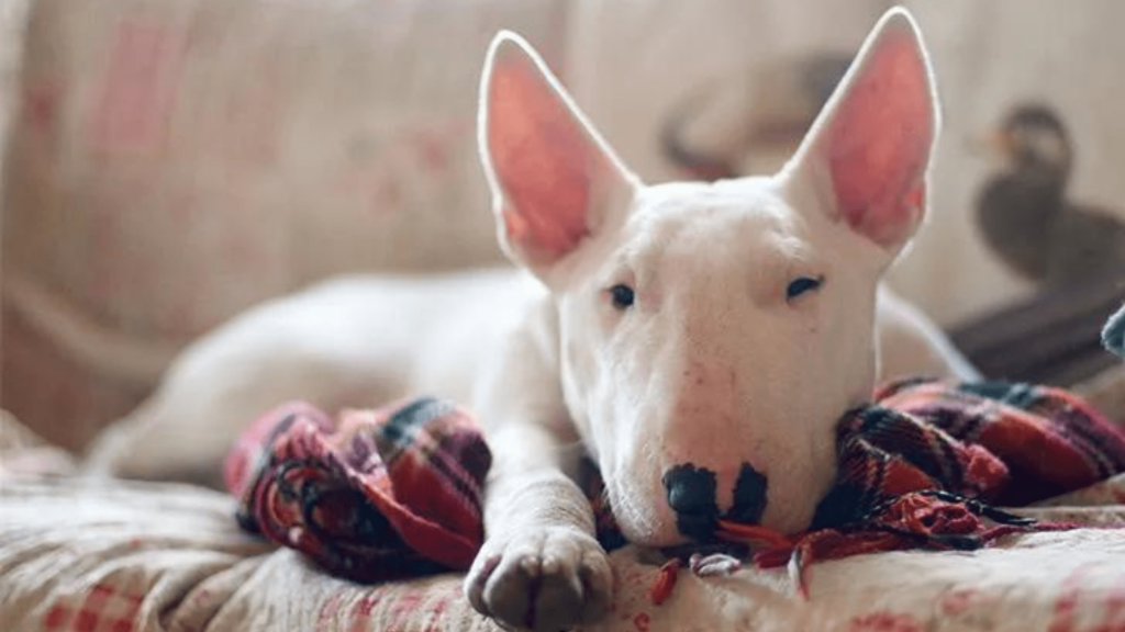 Top 5 Most Stubborn Dog Breeds