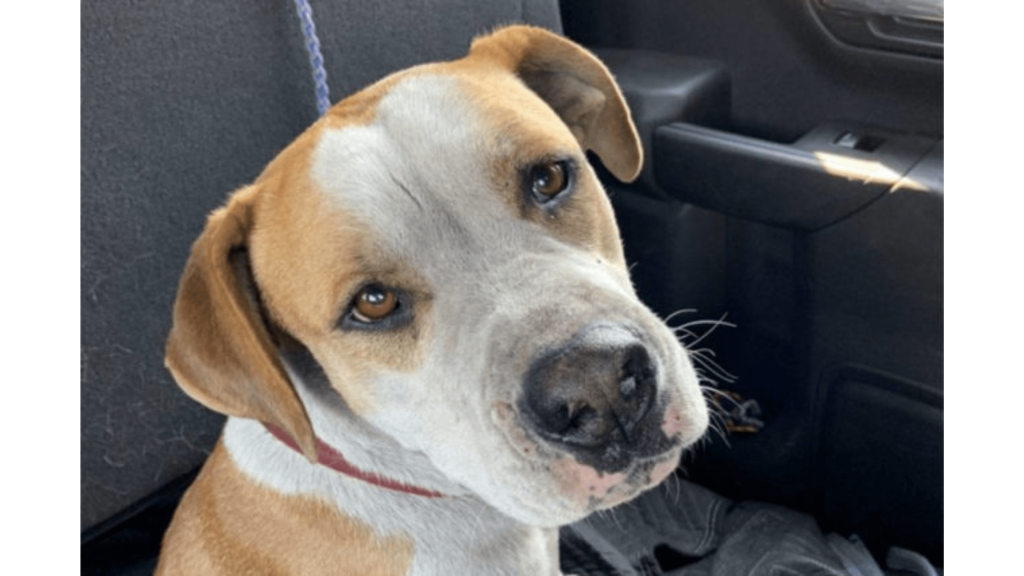 SPCA trying to find dog’s owner after Lytton fire