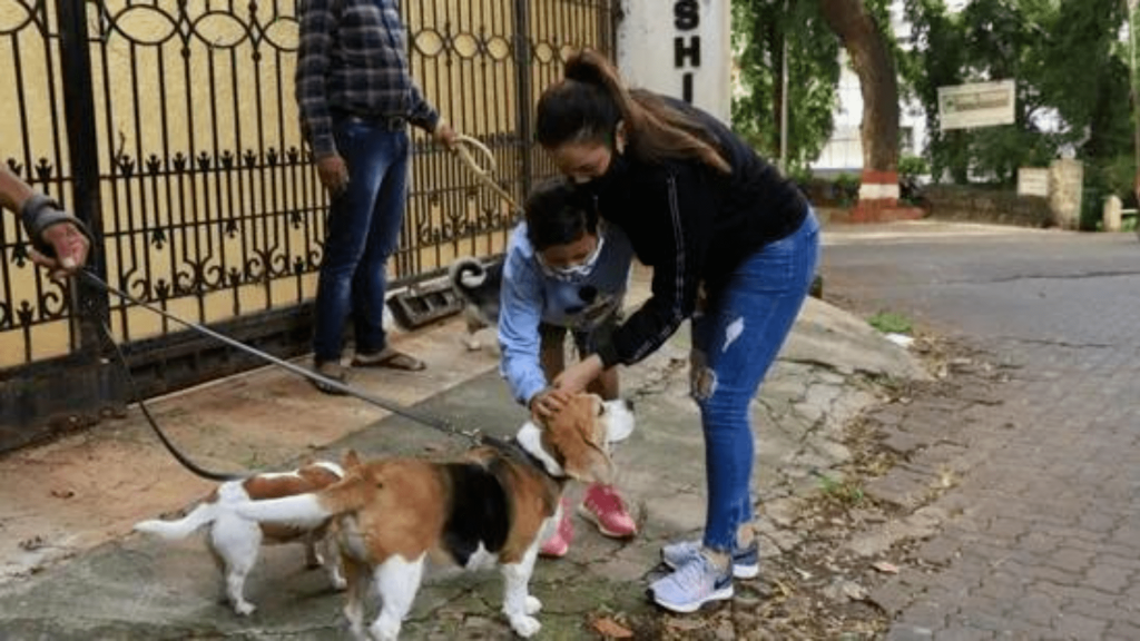 Delhi High Court passes new rules for citizens to feed stray dogs