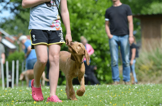 What Are The Key Stages Of A Dog's Life Cycle