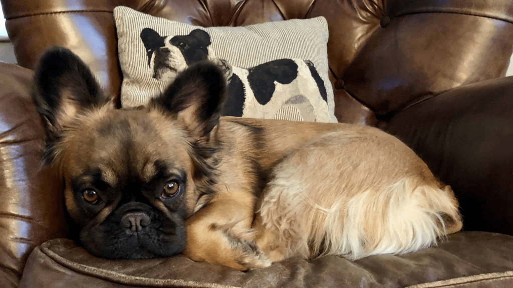 What Are The Things To Know About The Long Haired French Bulldog