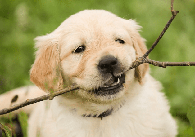 Why are Golden Retriever Dogs Good Family Pets