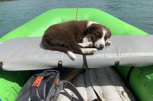 Hiker reunites with his dog who ran off in Alaska