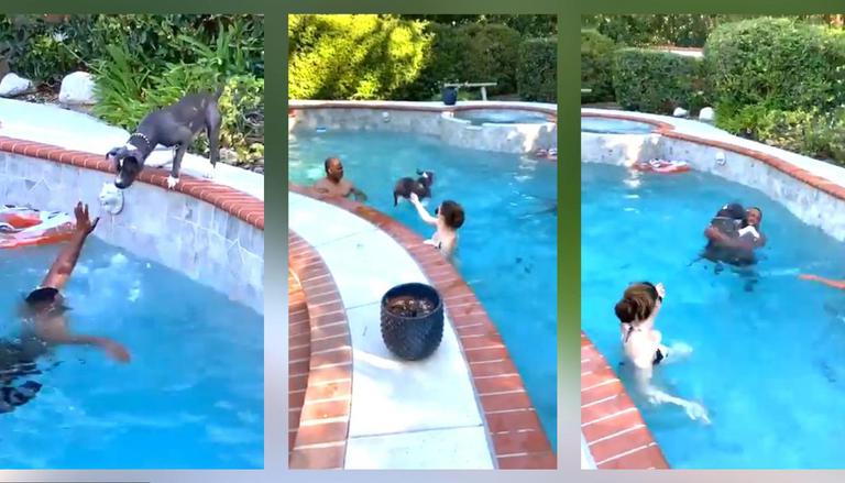 Dog Rushes To Save His Human From Drowning | Viral Video