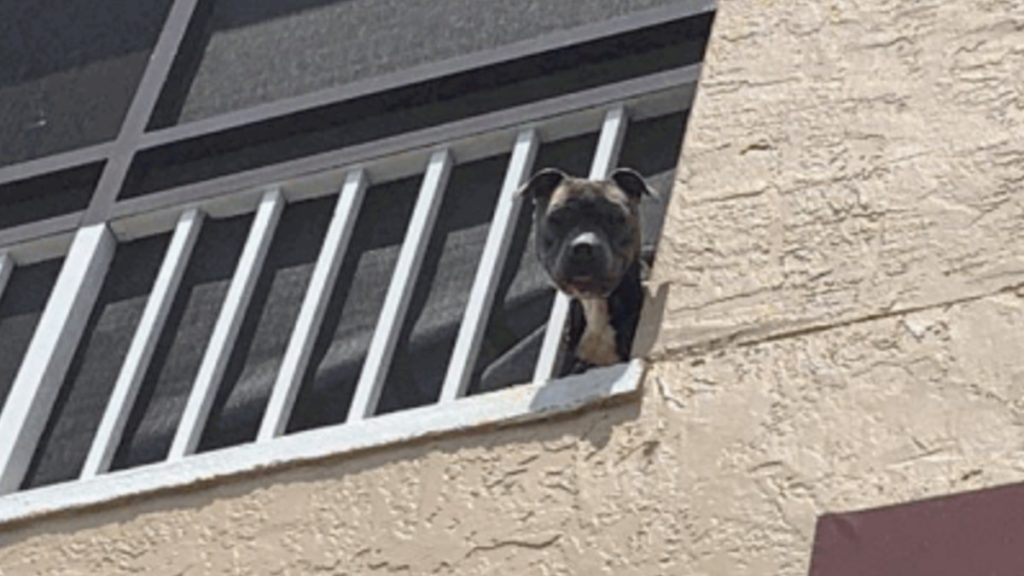 Three abandoned dogs rescued from a hot apartment in Fort Myers, Florida