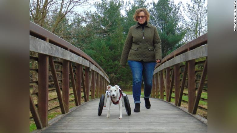 Indian stray dogs locked out due to a ban by CDC on adoptions