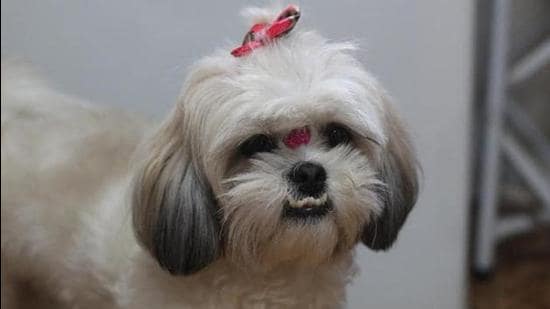 Mohali Gets Notified By Pet Dog Bylaws