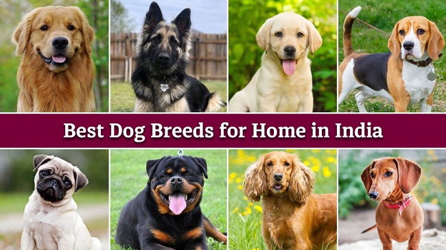 Best Indian Breeds to Adopt On International Dog Day 2021