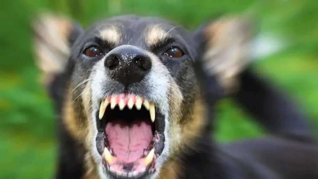 Courts and Commissions Show Their Concern for Dogs