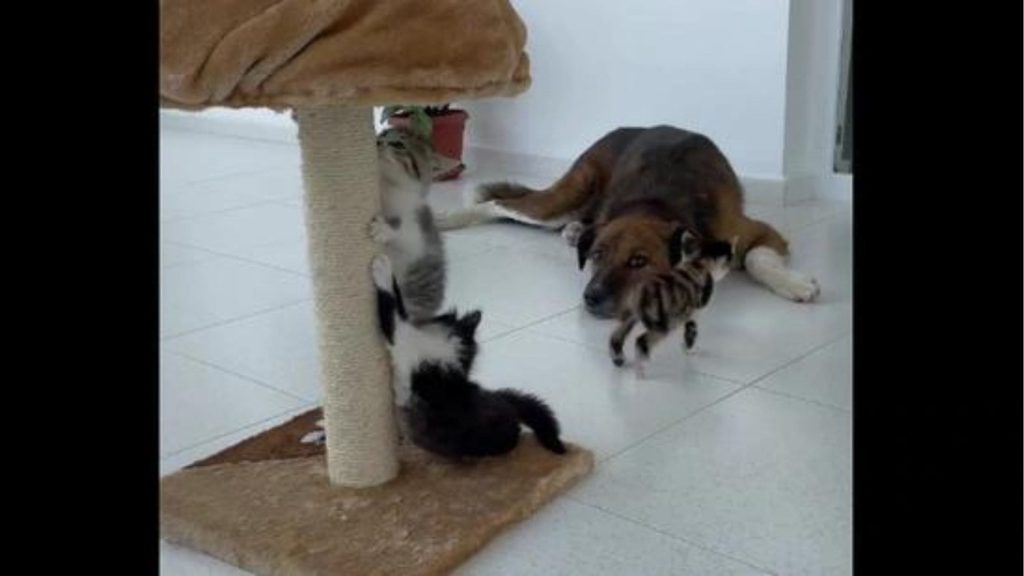 Dog Babysitting 3 Kittens Video Went Viral