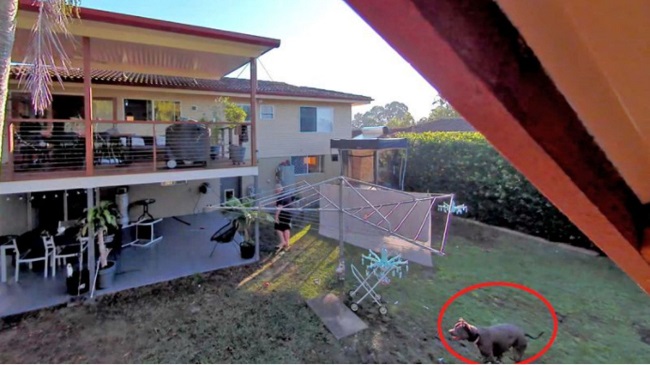Dog Mauled To Death In Brisbane, Australia
