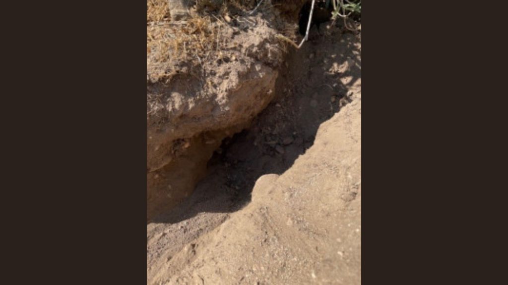 Dog found buried alive in San Bernardino, CA, gets rescued