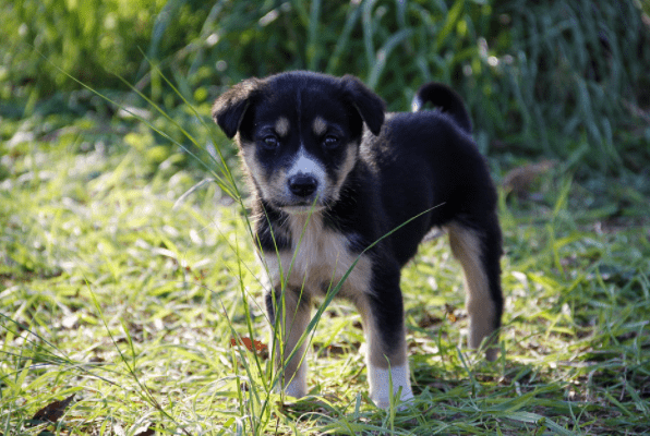 How To Help A Stray Pet