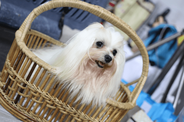 Interesting Fact about Shih Tzu Dogs