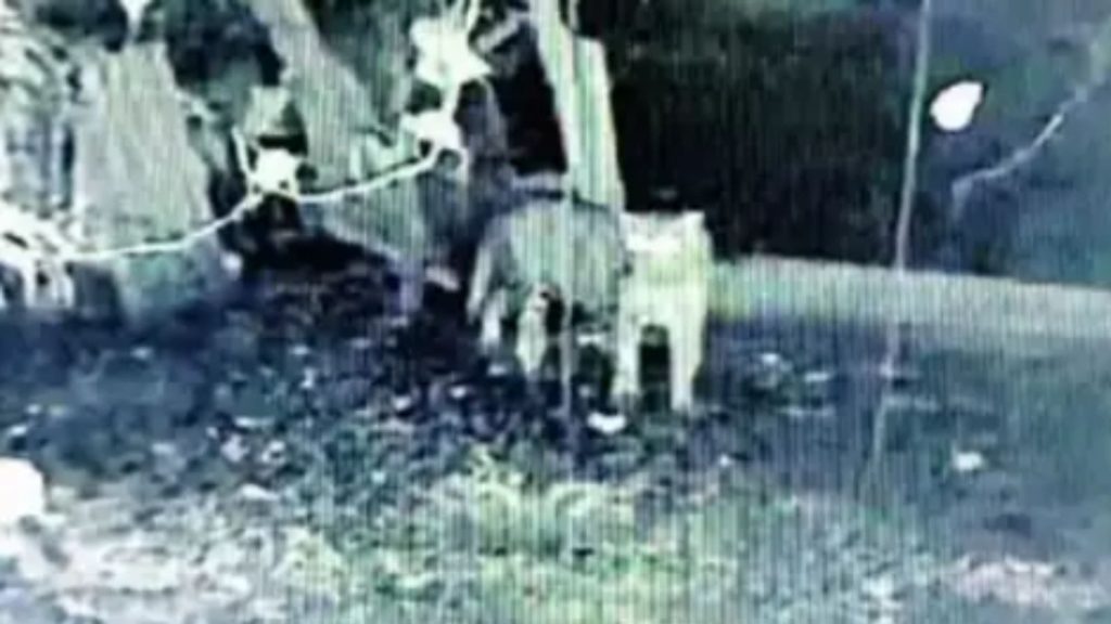 Leopard Spotted Near Panhala Fort Kills A Pet Dog