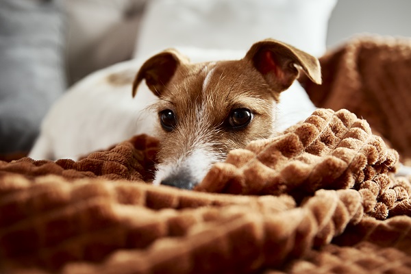 List of Most Common Diseases in Dogs