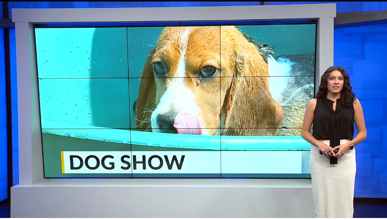 Nationwide Dog Show In Canfield, Ohio attract Spectators