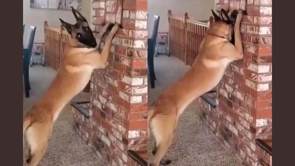New Viral: Video of a dog playing hide and seek
