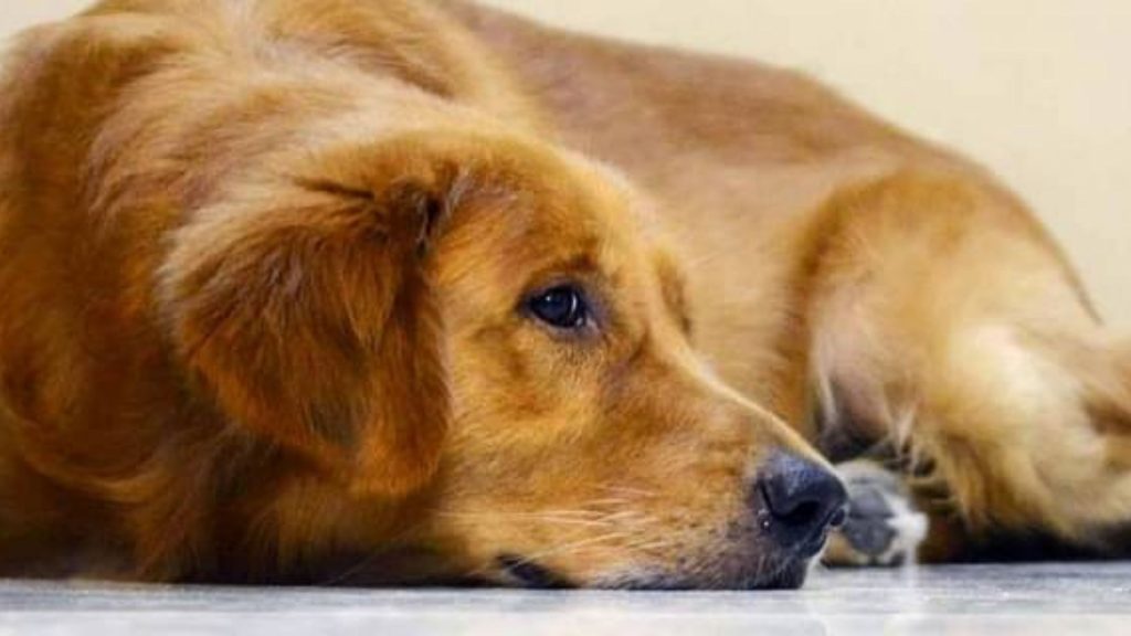 Pet dog dies in a fight with a cobra in Bhubaneshwar, India