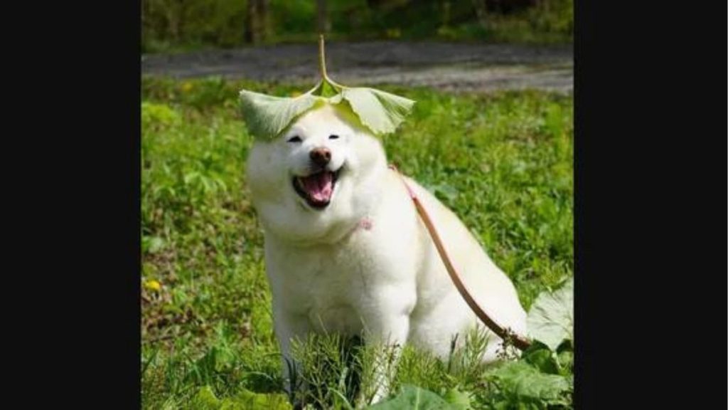 Pictures of Dog Wearing ‘Sustainable Sourced’ Hat Goes Viral