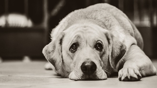 Rural Australian Town Kills Dogs Fearing Spread Of Coronavirus