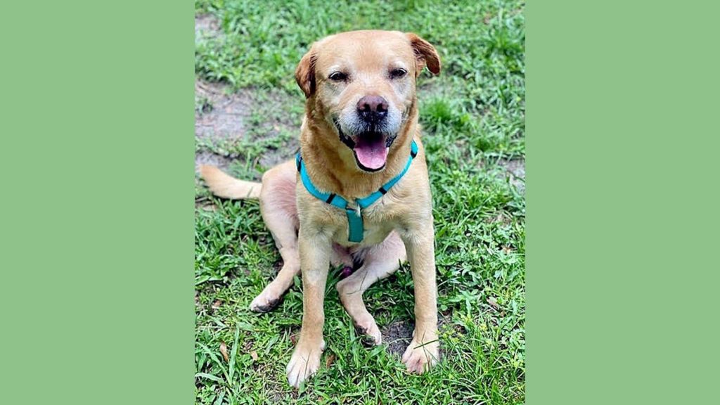 Senior Dog Rescued With 100 Pellets in His Body In Orlando, Florida