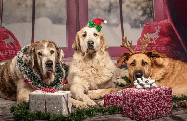 The Scientific Reason You Should Stop Buying Gifts For Humans And Shop For Your Dog