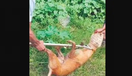 The dog had gone without food and water for the last 10 days