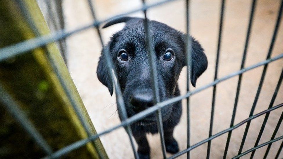 UK Cracksdown on Puppy Smuggling By limiting Dog Imports