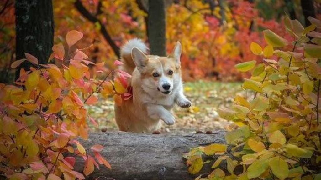 10 Super Impressive Tricks Any Dog Can Learn