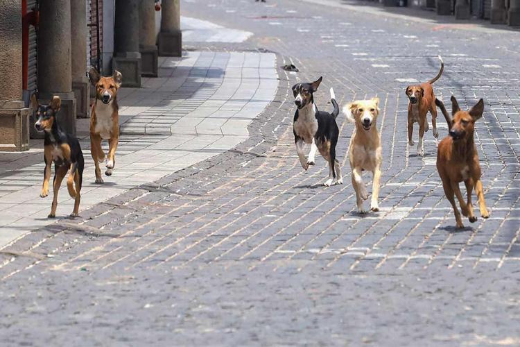 300 dogs found allegedly dead in Andhra Pradesh, India