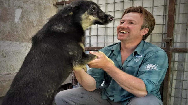 170 Rescued Dogs And Cats From Afghanistan Reach London