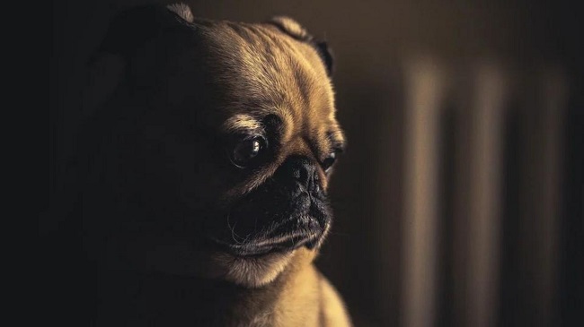 75 Dogs Die in a Fire at Ponderosa Pet Resort in Texas