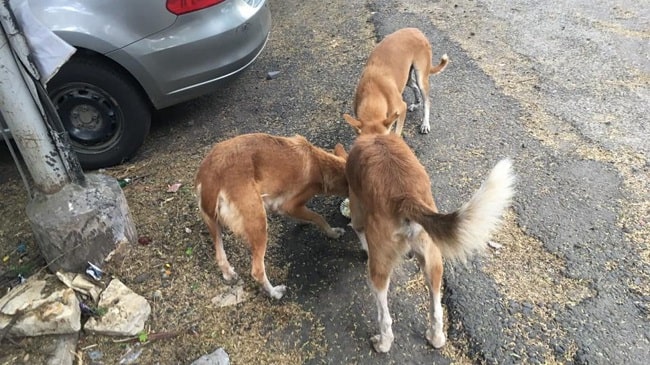 A Man From Pune Booked For Harassing Woman Feeding Stray Dogs