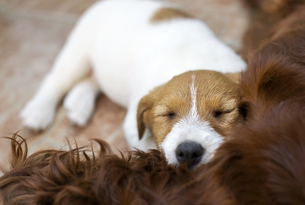 A Pup Above Grows Rapidly In Gently Cooked Food Pet Industry