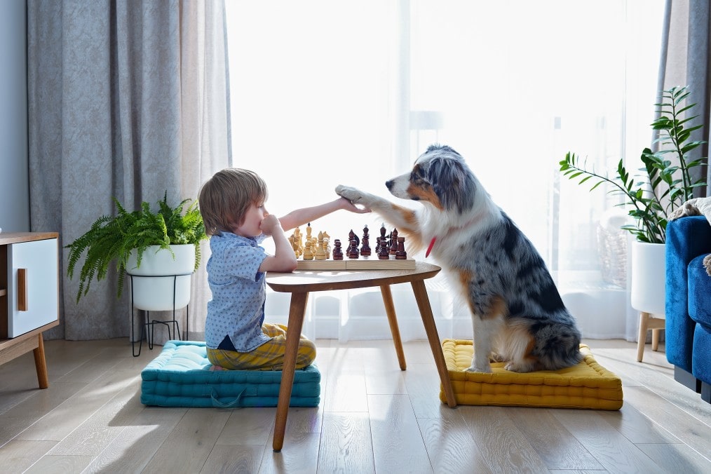 Best Fun Puzzle Games For You And Your Dog