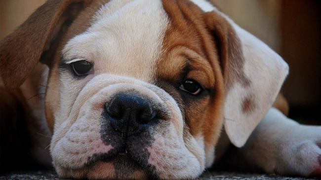 Dead Pet Dog Tests Positive For Coronavirus In Jersey, UK