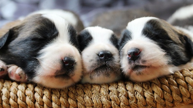 Dog Along With 7 Puppies Set On Fire By A Woman In Ernakulam