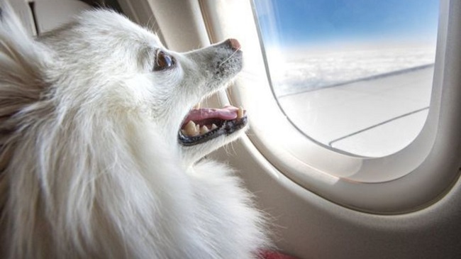 Dog Owner Books Entire Business Cabin of Air India for Pet