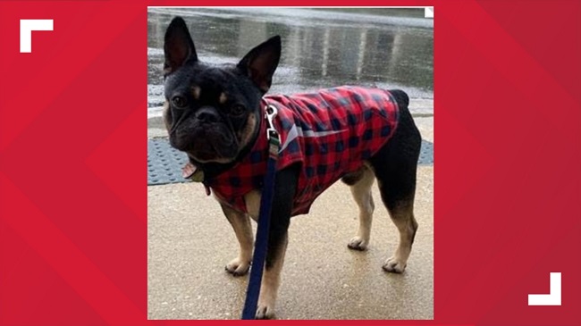 Dog Stolen At Gunpoint In Prince George’s County, Maryland